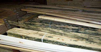 木材發霉了再處理不如及時預防