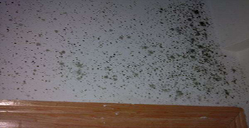 墻壁發霉解決方案