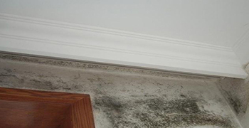 房間墻壁長霉怎么辦?怎么對付長霉的房間?