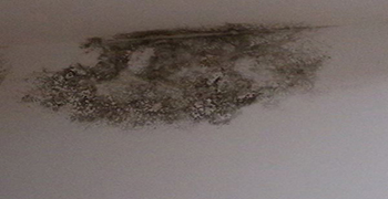 食品車間墻壁發霉怎么處理?車間環境問題不容小覷