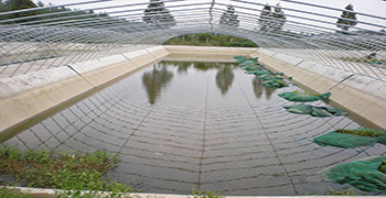 水產養殖必備抗菌劑！