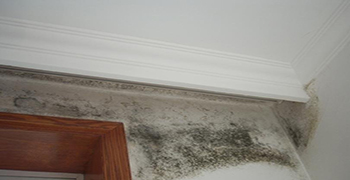 墻體發霉？這3個方法 太實用了