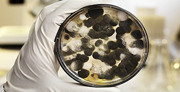 防霉劑廠家告訴你為什么要做防霉？防霉的意義在哪里？