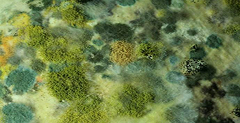 防霉劑廠家告訴你霉菌在何種條件下才能生長繁殖!