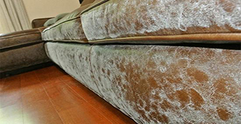 還不知道皮沙發發霉怎么處理的，趕緊看過來?。。?></a>
									</div>
									<div   id=