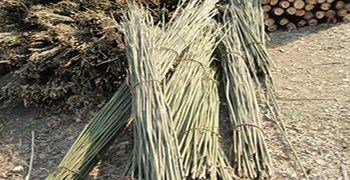 新鮮竹木如何做防霉,霉博士來幫你