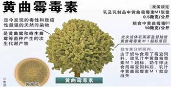 真菌毒素有哪些?