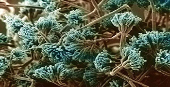 其它真菌毒素還有哪些?