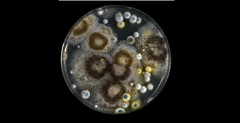 如何判斷物品防霉力的強弱?