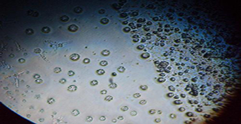 微生物活動與氧氣的關系！