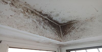 除霉——它是專家！