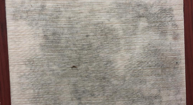 如何預防墻紙發霉？