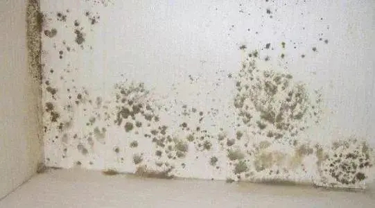 地下室發霉不容小覷！該如何拯救？