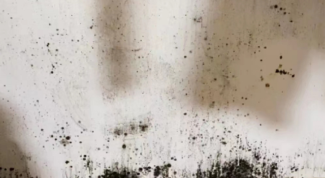墻面發霉? 細菌滋生?跟著霉博士一起跟霉菌說拜拜