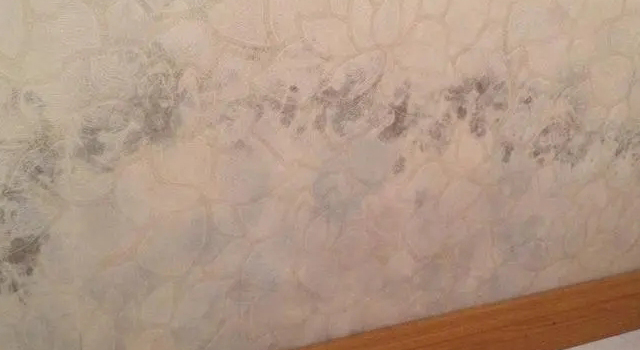 墻布防霉小知識！