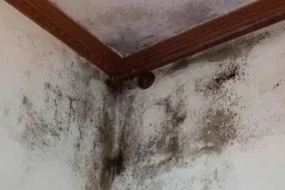 墻面發霉怎么處理?教你一招自己在家就能解決