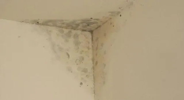 石膏板發(fā)霉的原因及除霉辦法！