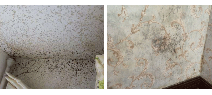 墻紙發霉
