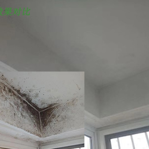 墻體除霉劑 墻體除霉劑