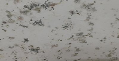 墻面發(fā)霉怎么辦