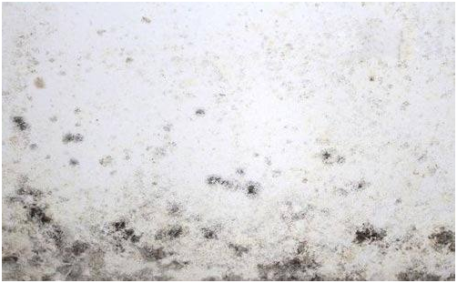 車間發霉 車間發霉