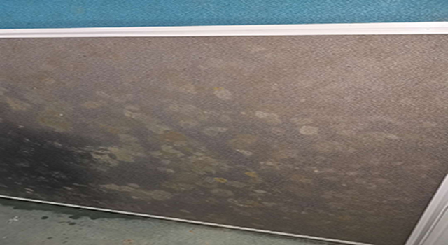 卡座發霉 卡座發霉