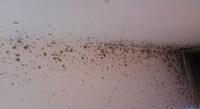 墻壁發霉 墻壁發霉