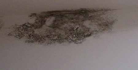 墻壁發霉 墻壁發霉