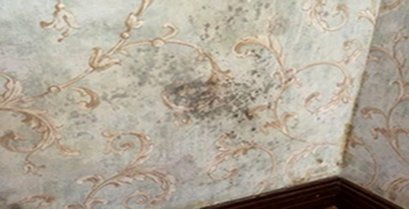 壁紙發霉 壁紙發霉