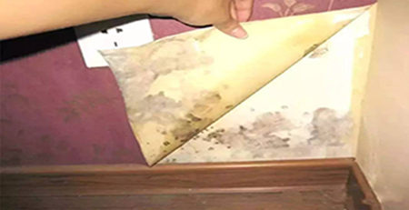 墻紙發霉 墻紙發霉