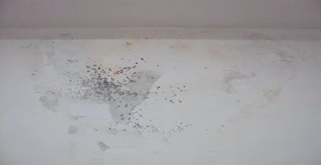 墻面發霉 墻面發霉