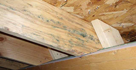 木材發霉 木材發霉