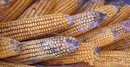 玉米發(fā)霉